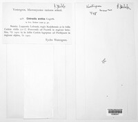 Orphanomyces arcticus image